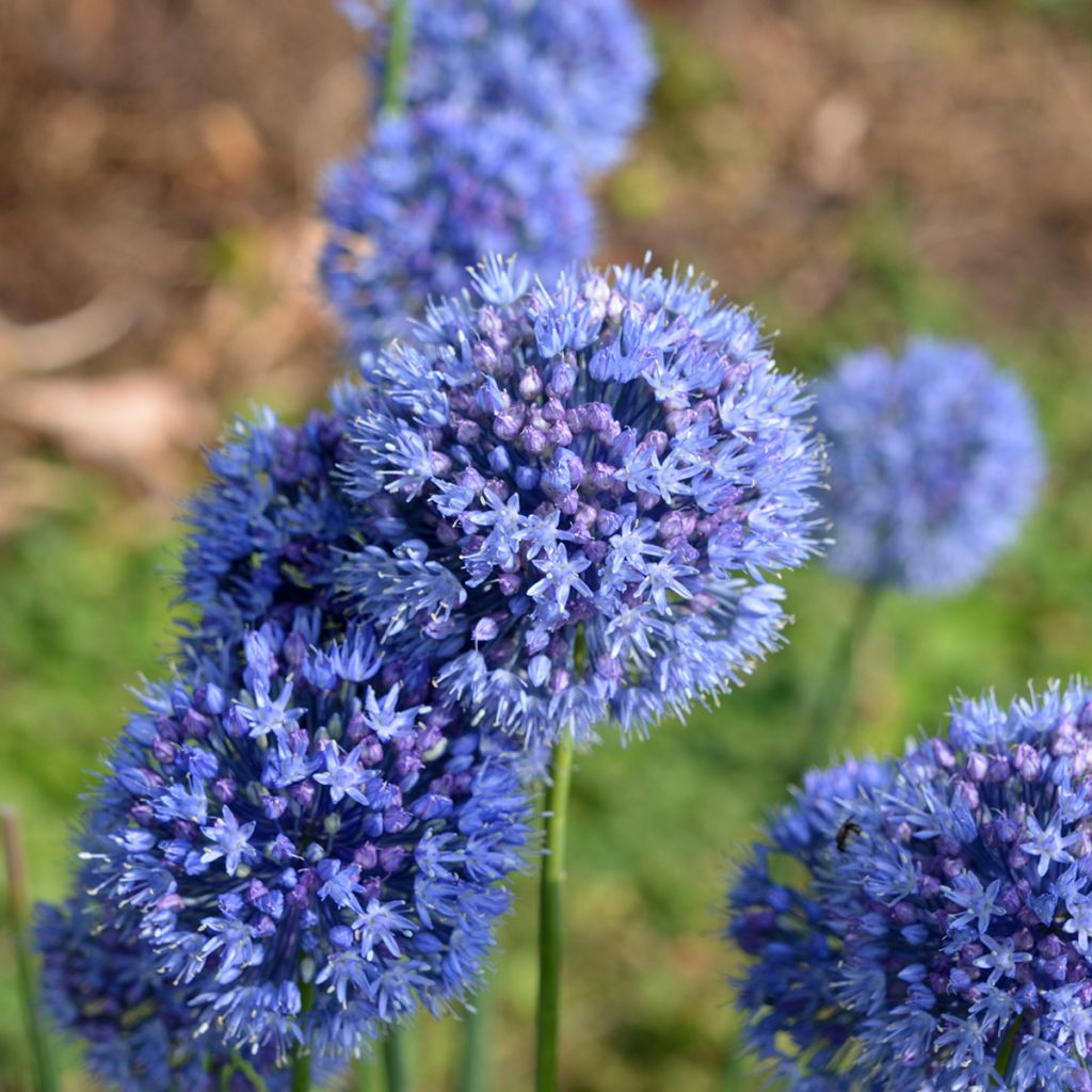 Allium caeruleum