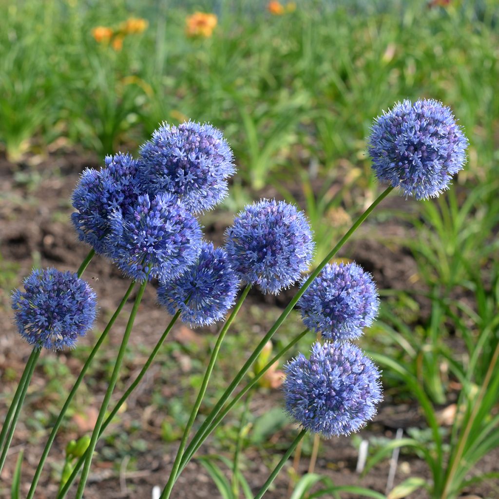 Allium caeruleum