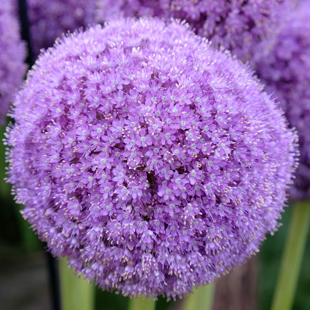 Allium giganteum