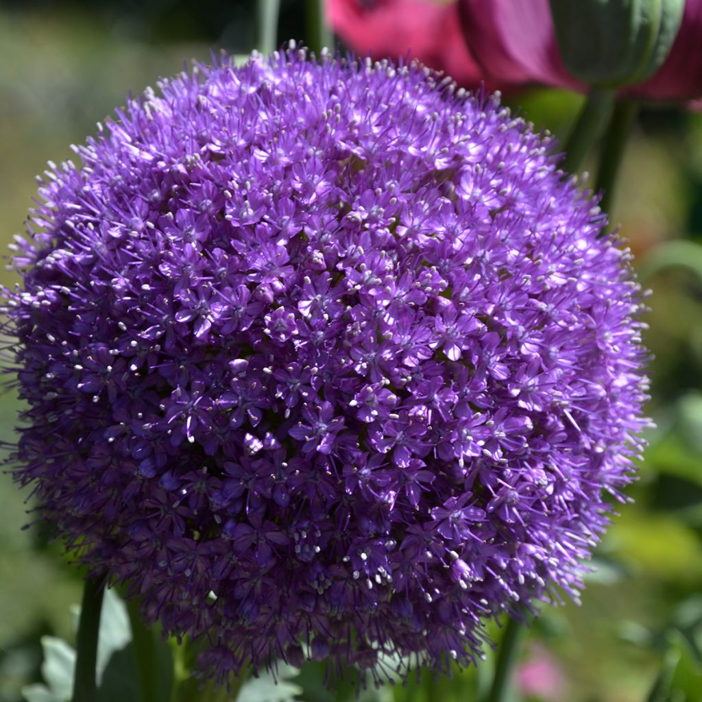 Allium giganteum