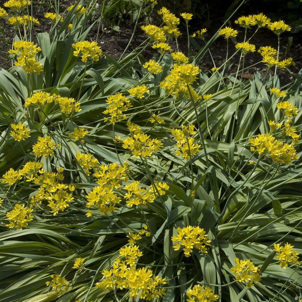 Allium moly