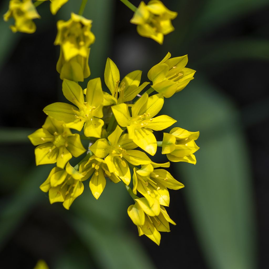 Allium moly