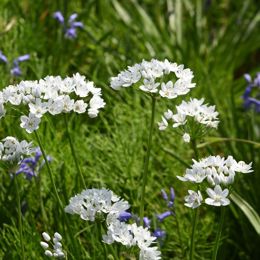 Allium neapolitanum Groupe Cowanii