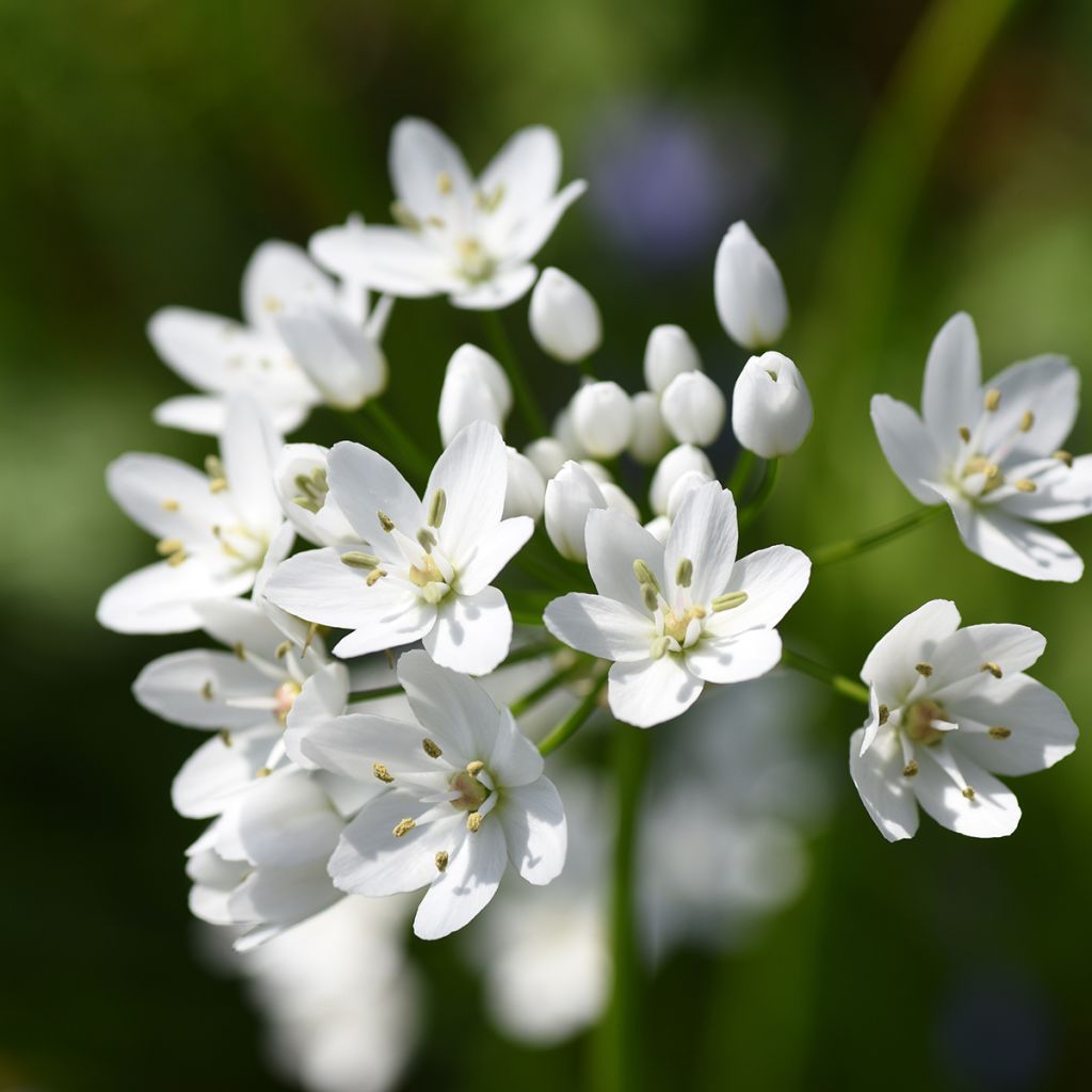 Allium neapolitanum Groupe Cowanii