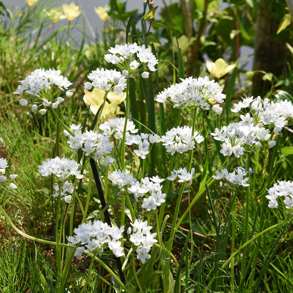 Allium neapolitanum Groupe Cowanii