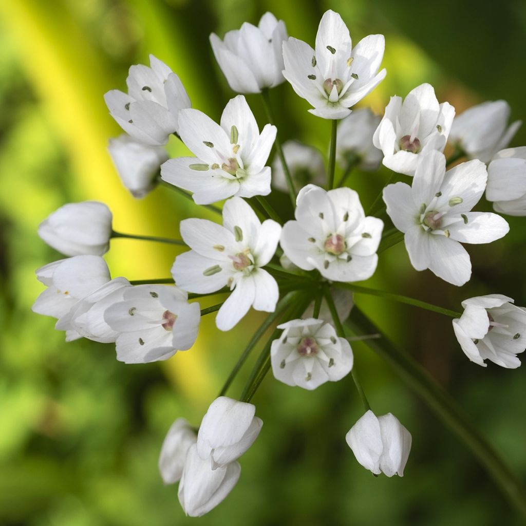 Allium neapolitanum