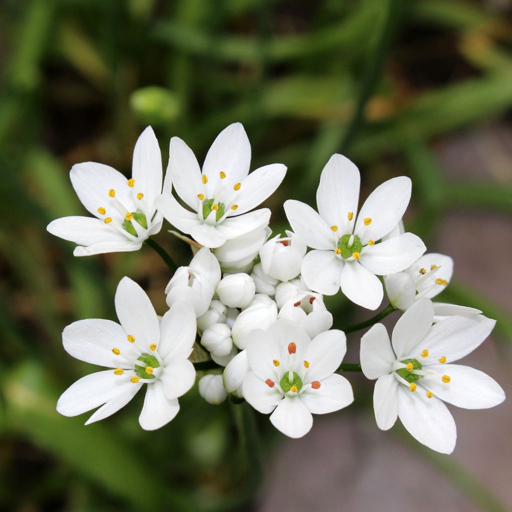 Allium neapolitanum