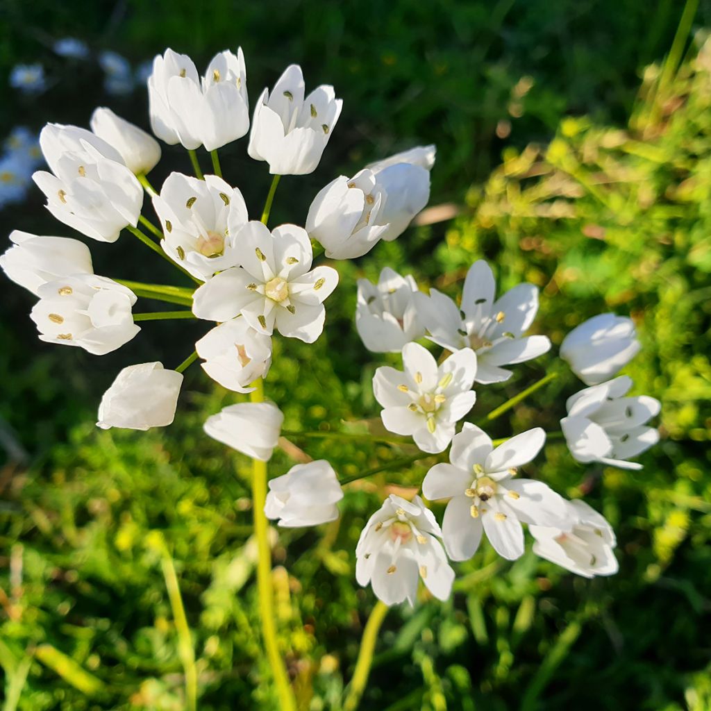 Allium neapolitanum