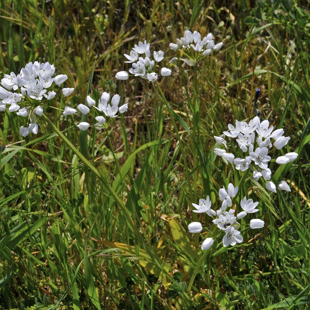 Allium neapolitanum