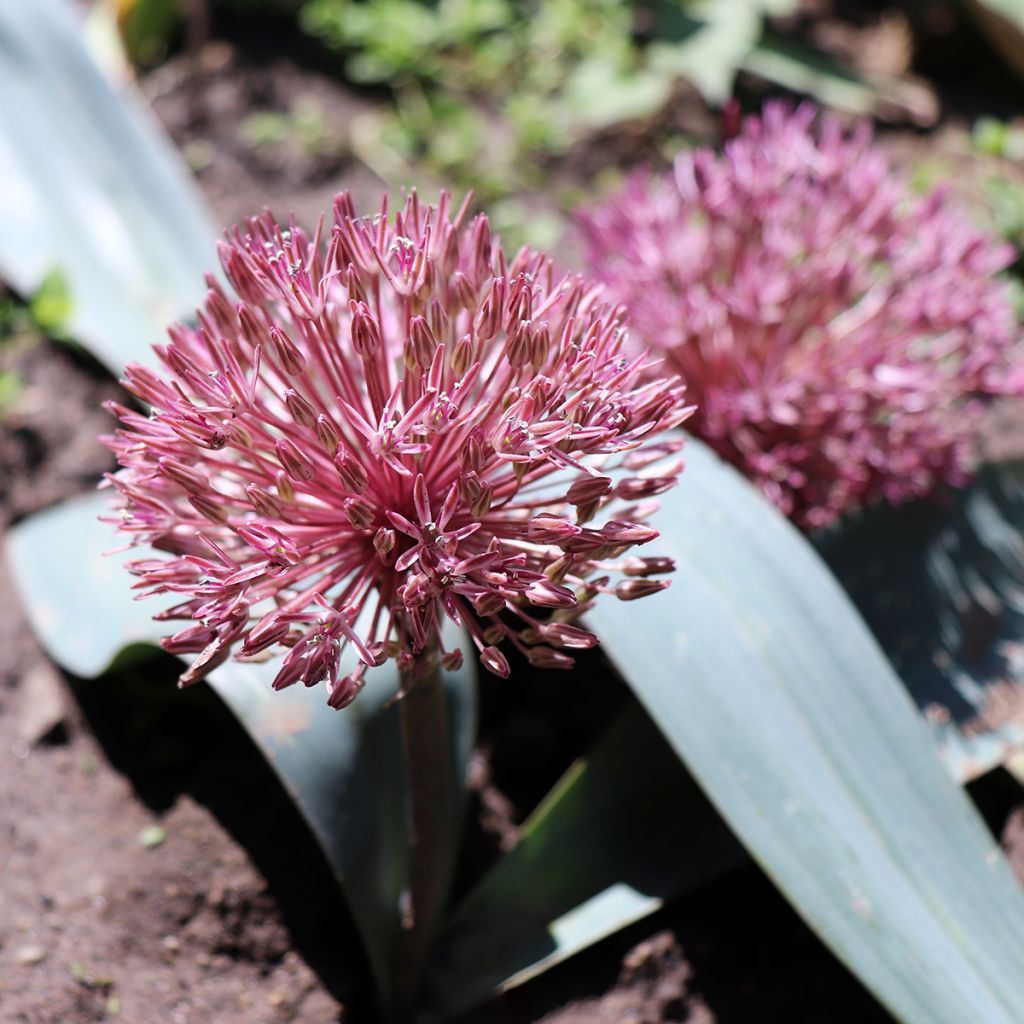 Allium nevskianum