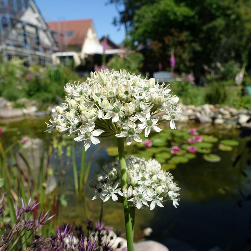 Allium nigrum subsp. multibulbosum