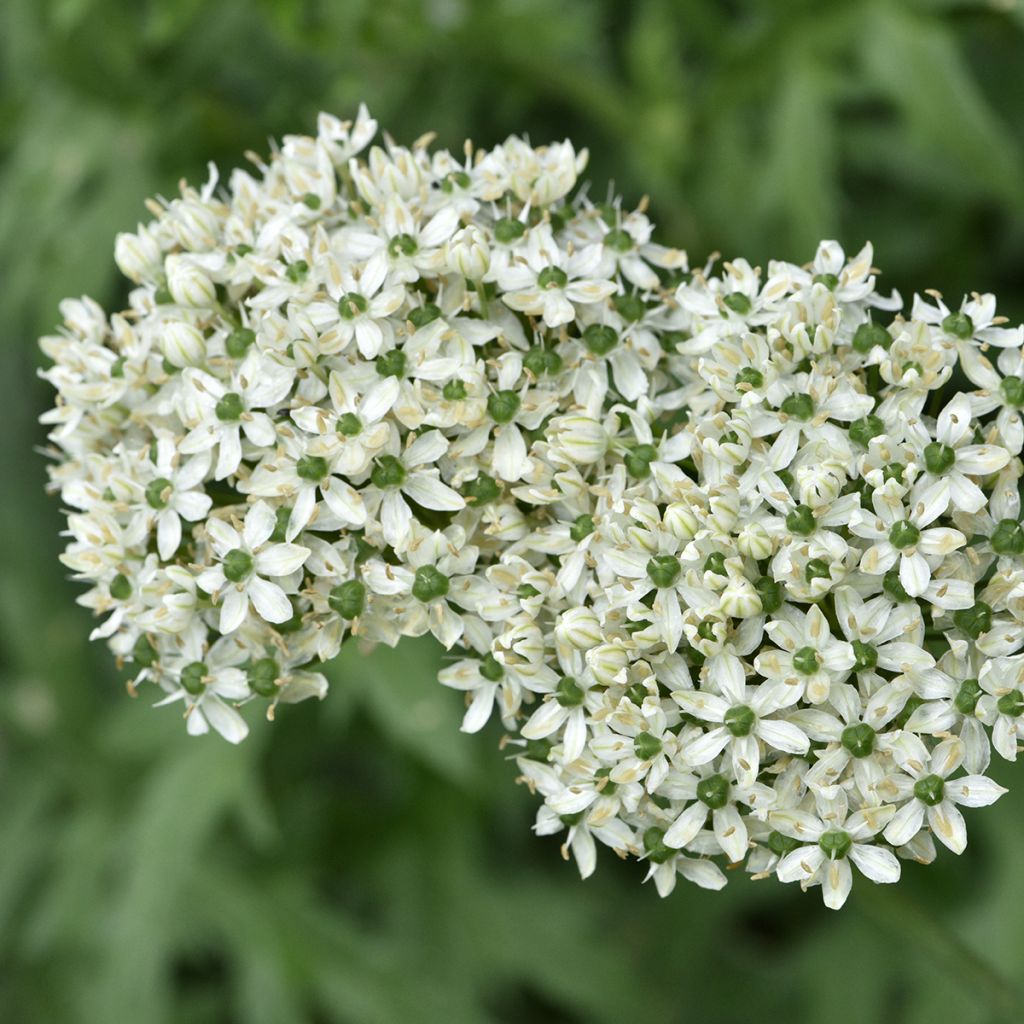 Allium nigrum subsp. multibulbosum