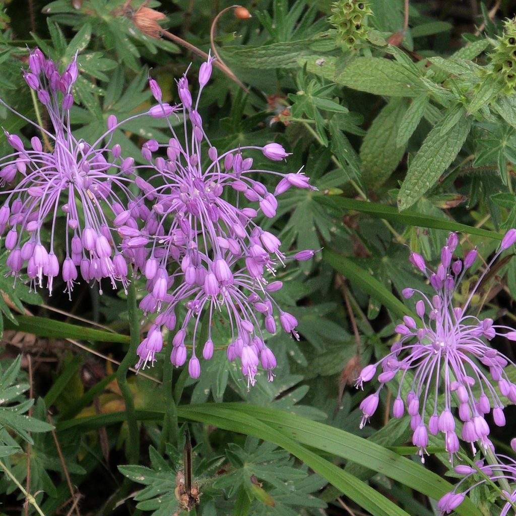 Allium pulchellum