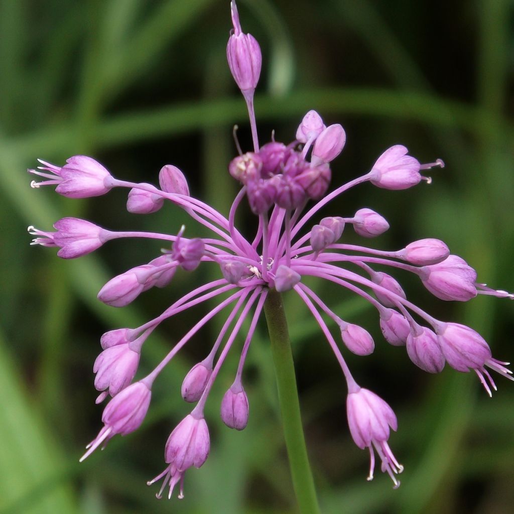 Allium pulchellum