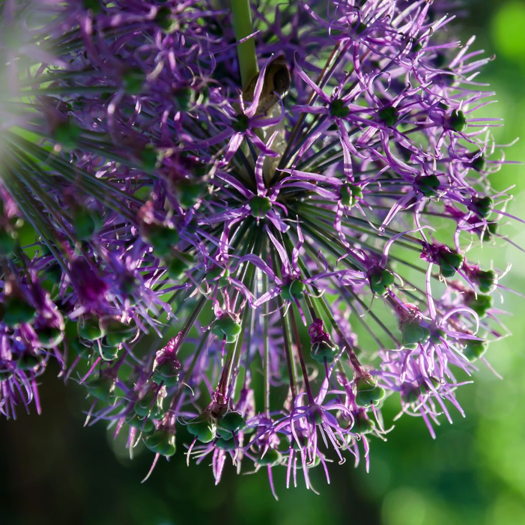 Allium rosenbachianum