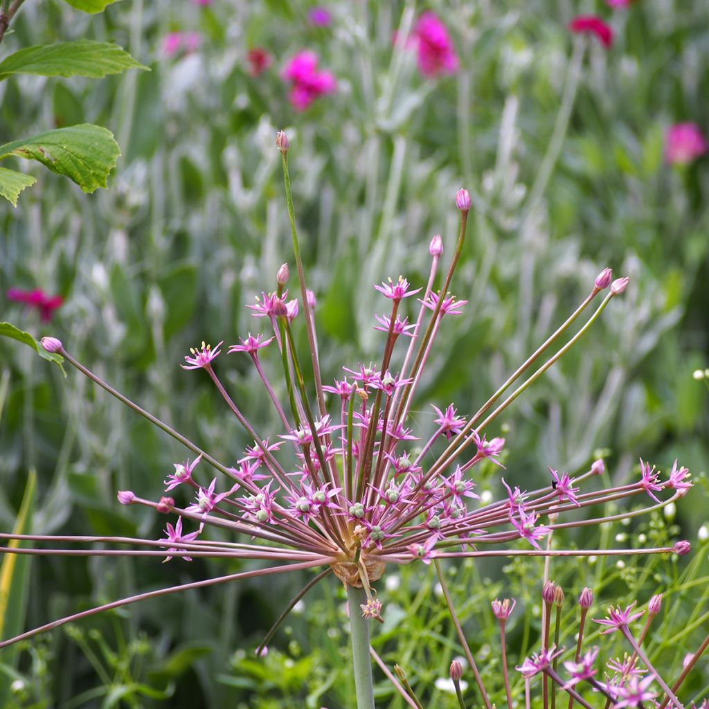 Allium schubertii