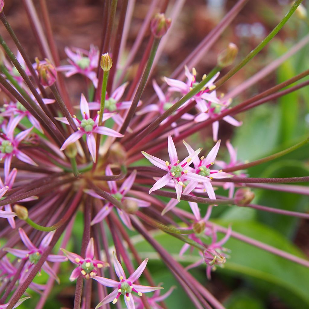 Allium schubertii