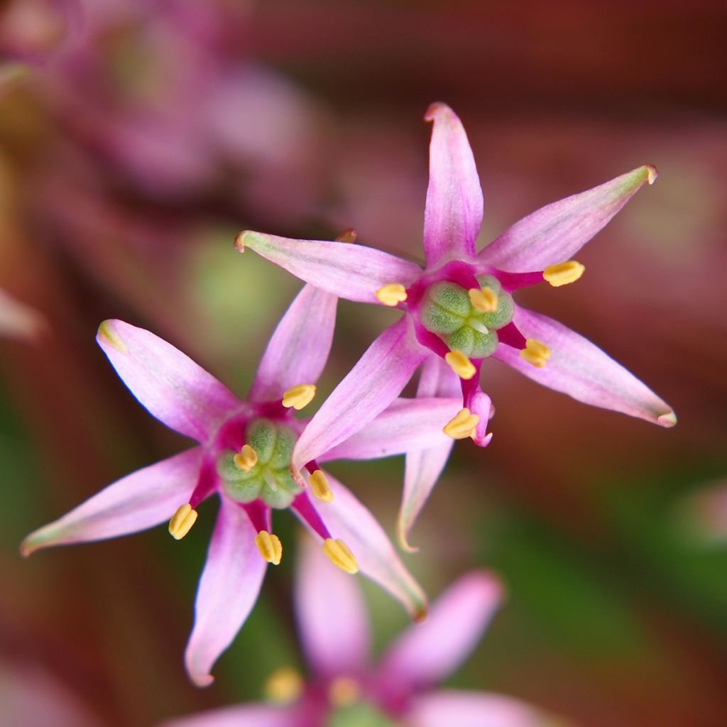 Allium schubertii