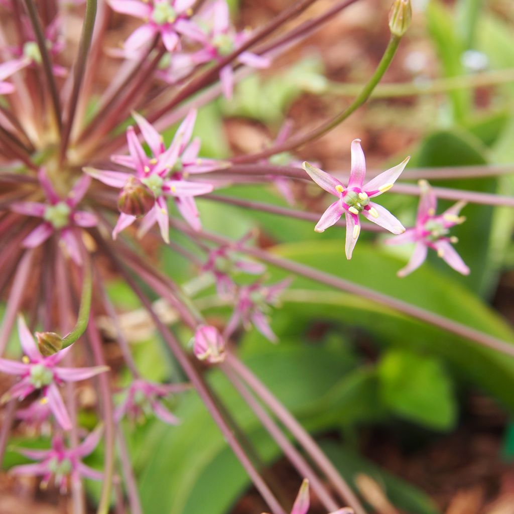 Allium schubertii