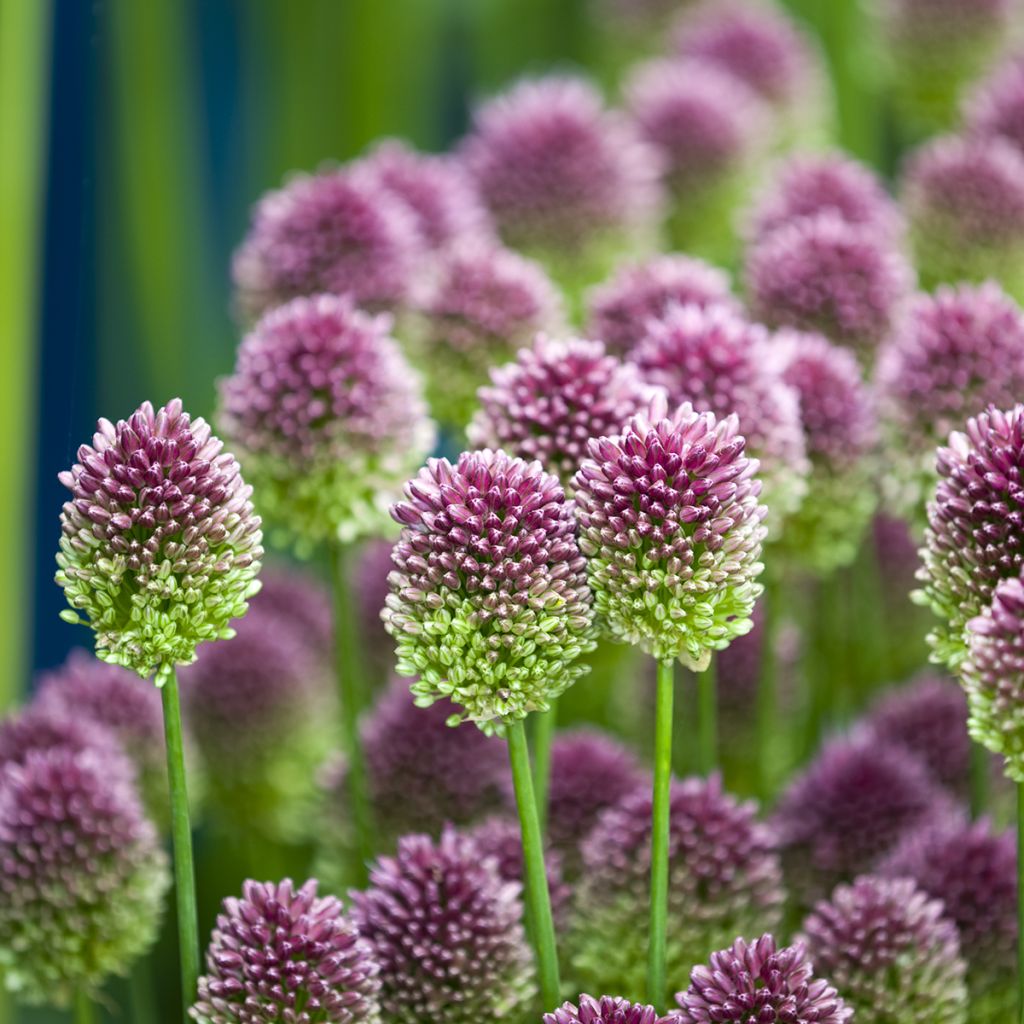 Allium sphaerocephalon