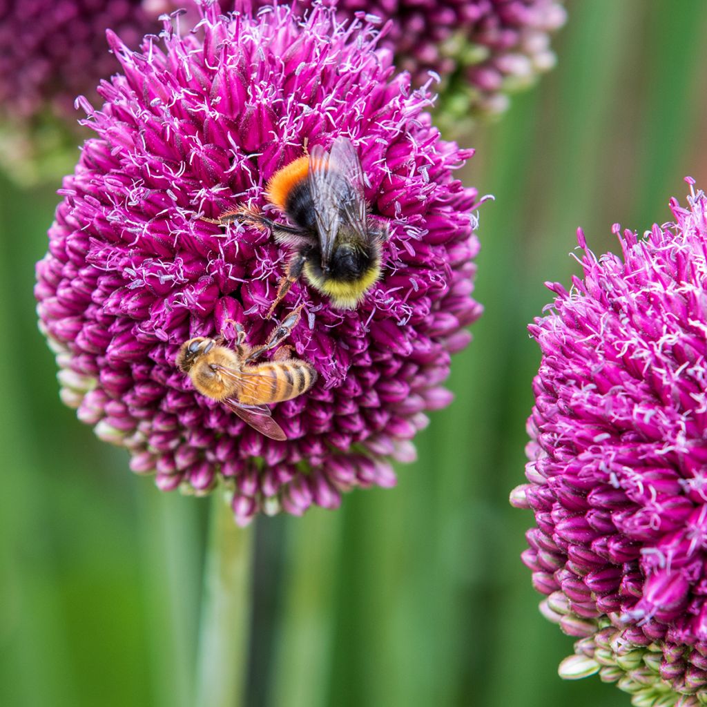 Allium sphaerocephalon