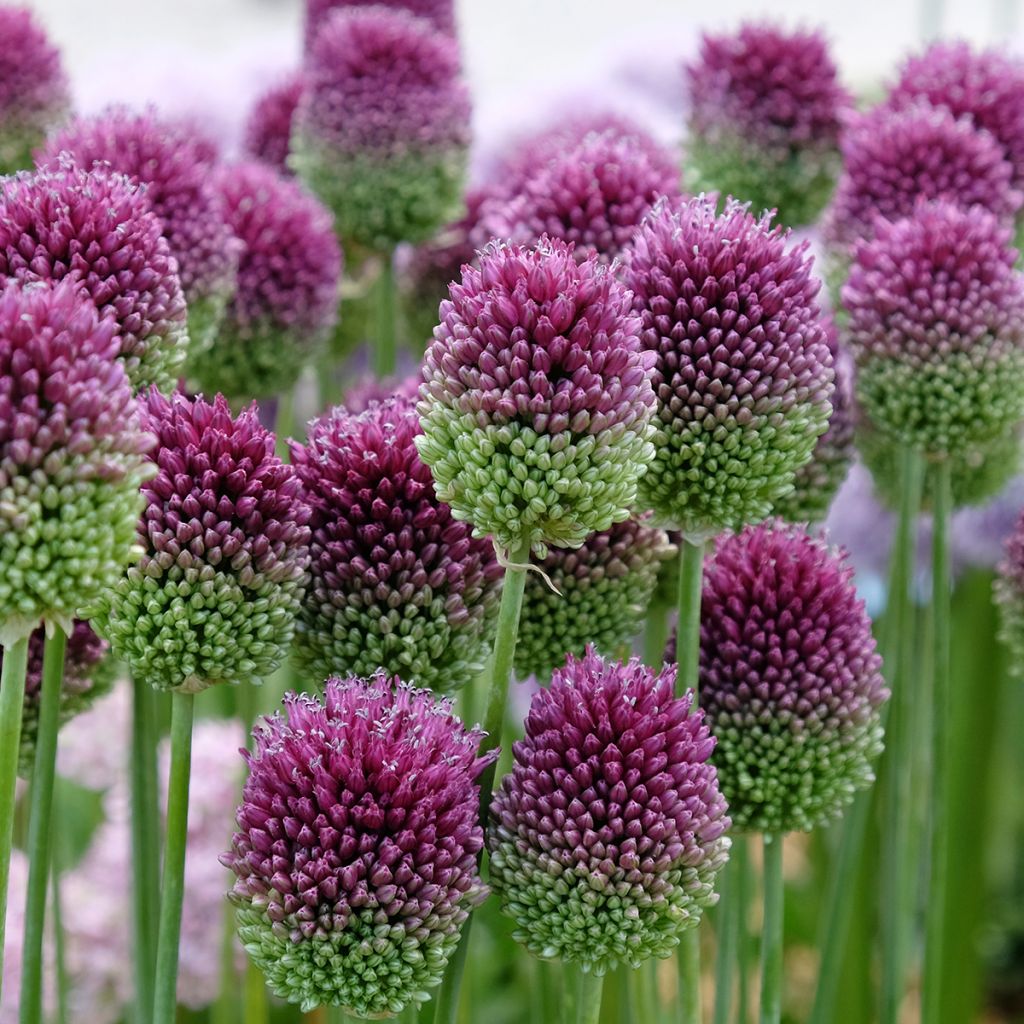 Allium sphaerocephalon