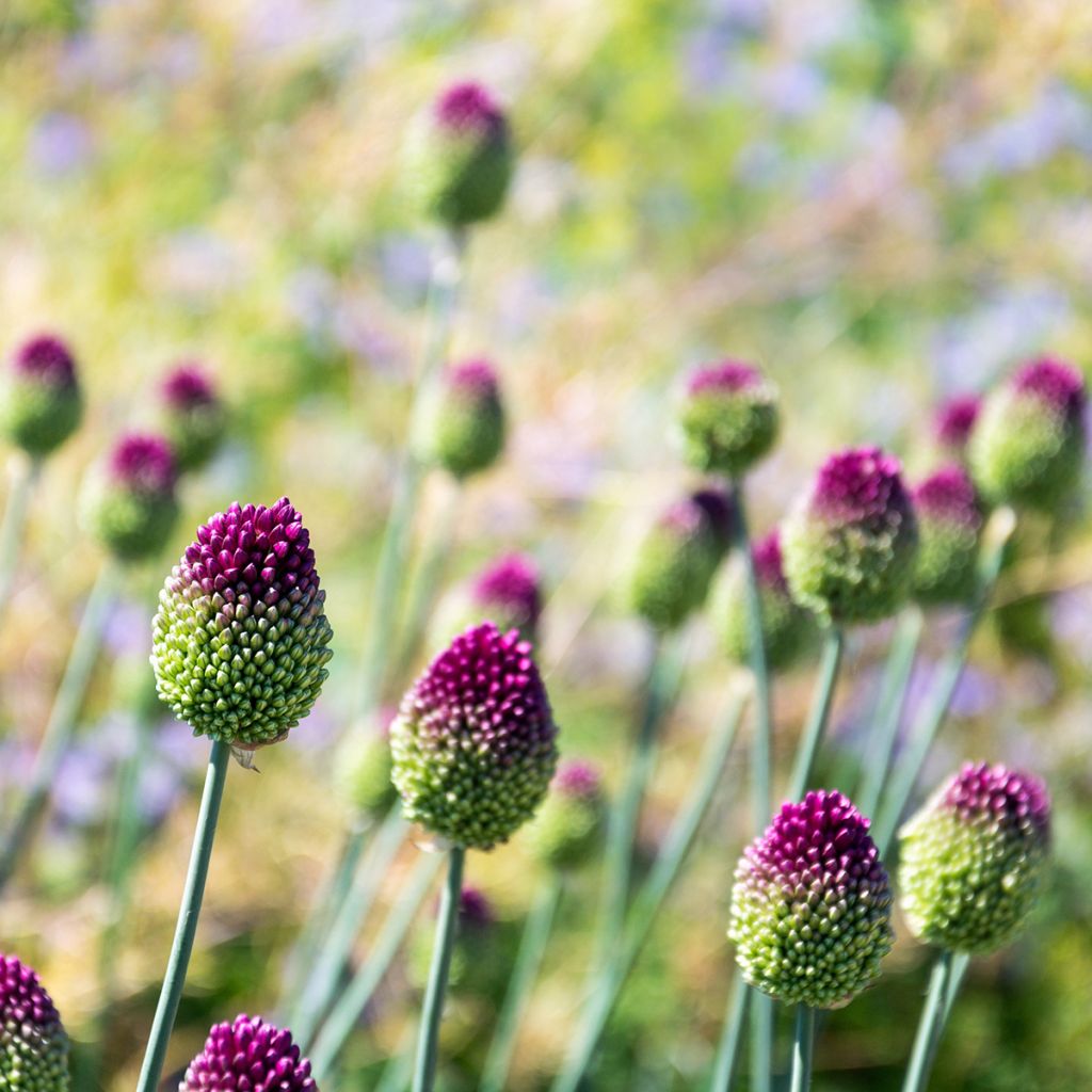 Allium sphaerocephalon