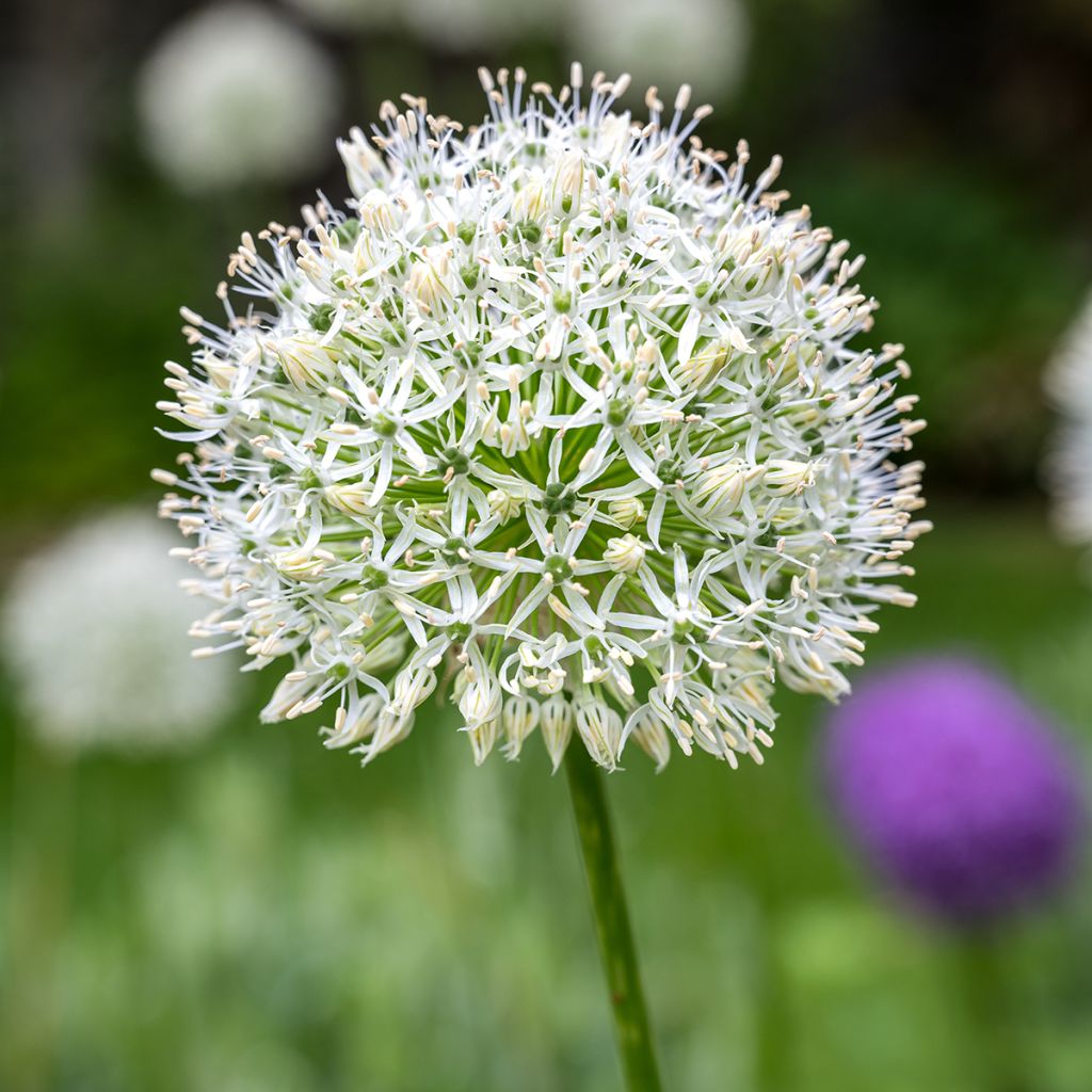 Allium stipitatum White Giant