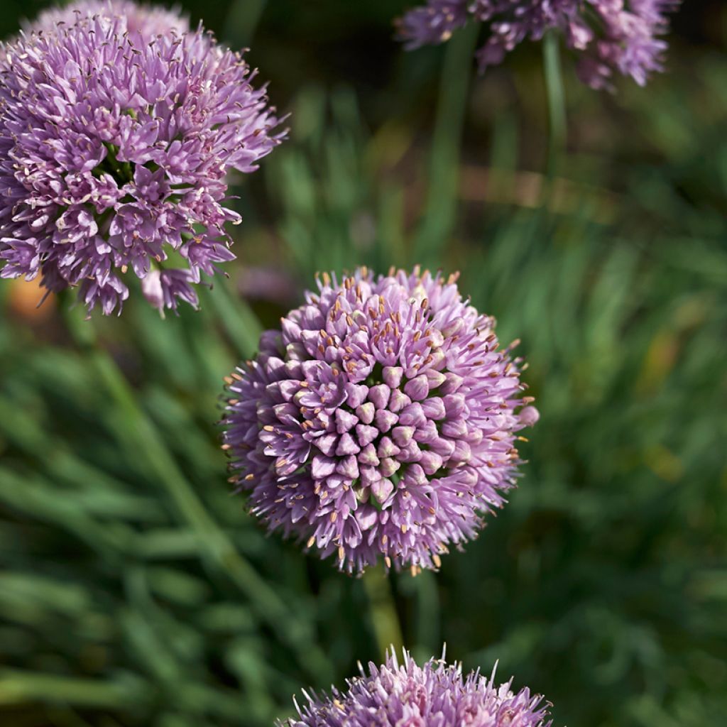 Ail d'ornement Avatar - Allium (x) senescens