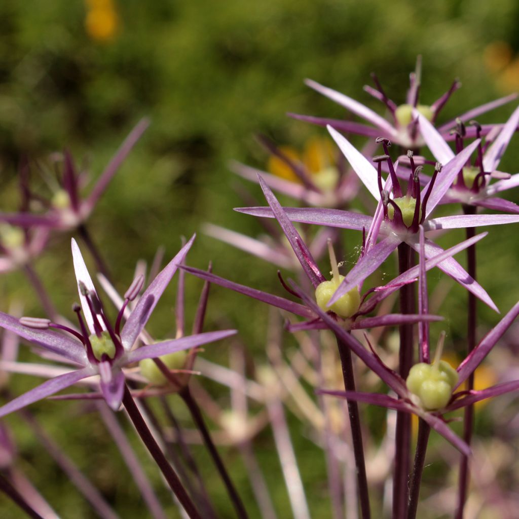 Allium cristophii