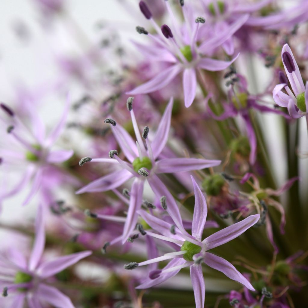 Allium cristophii