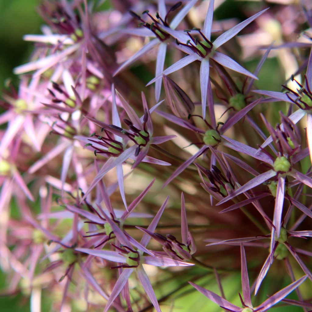 Allium cristophii