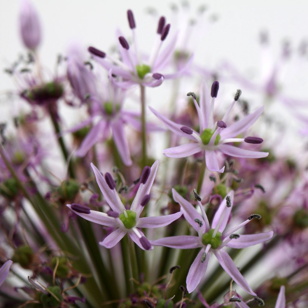 Allium cristophii