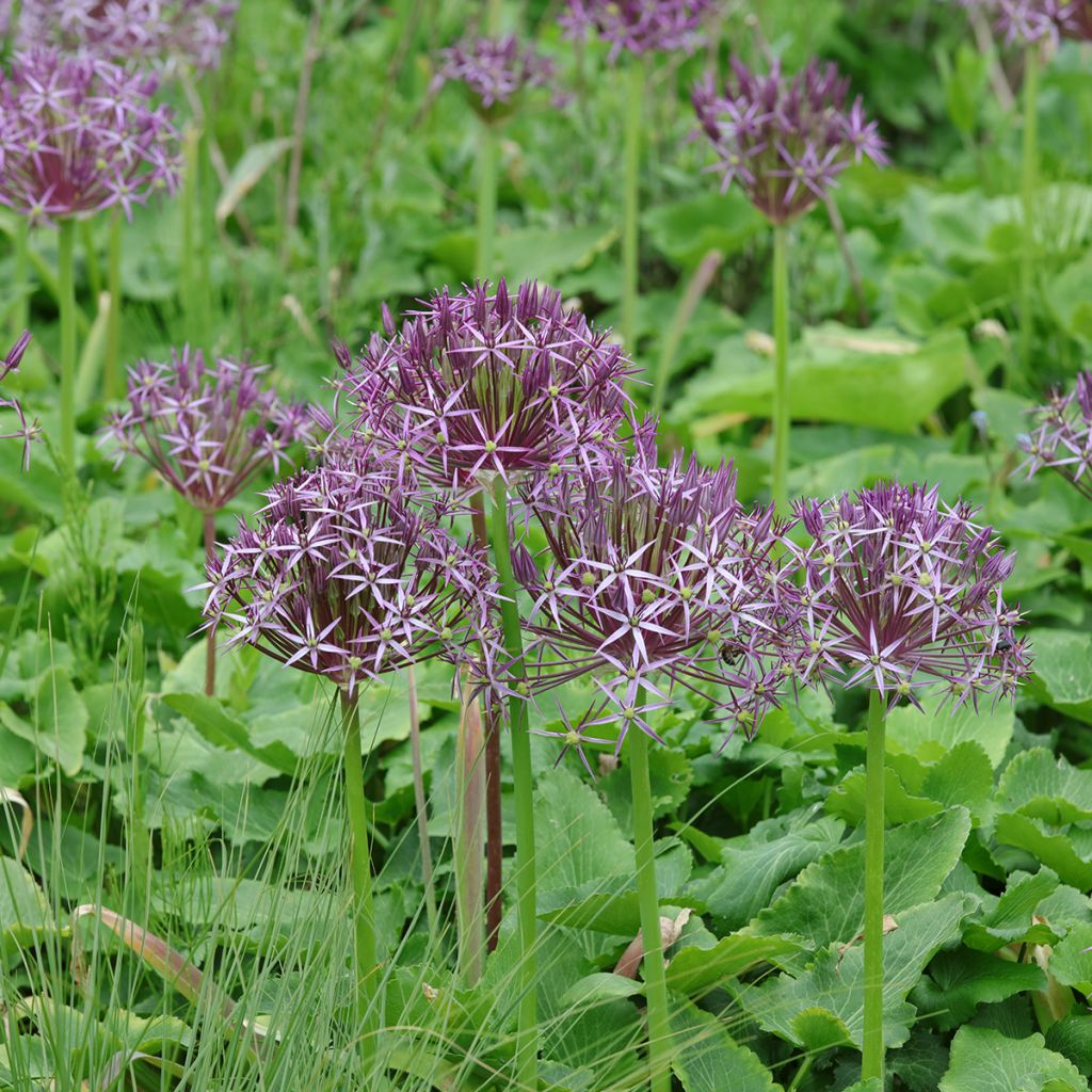 Allium cristophii