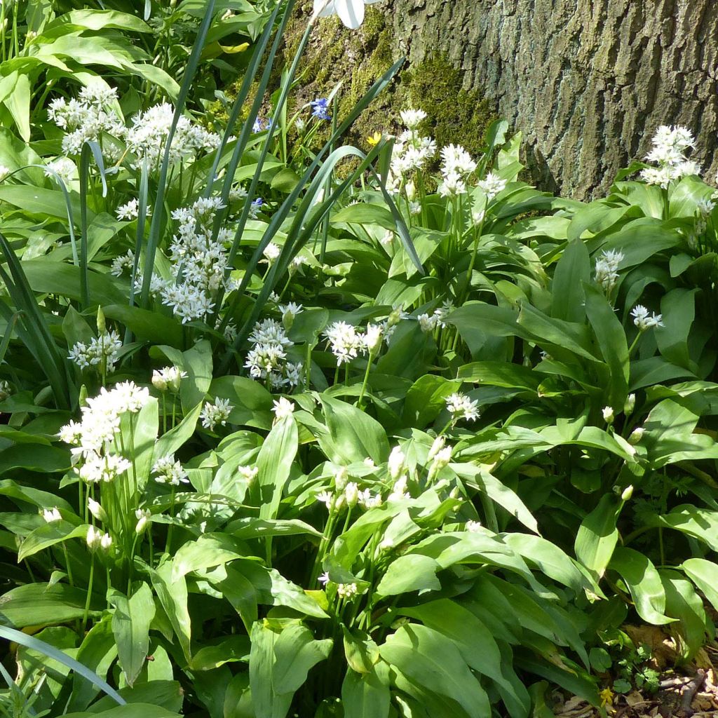 Ail des Ours - Allium ursinum