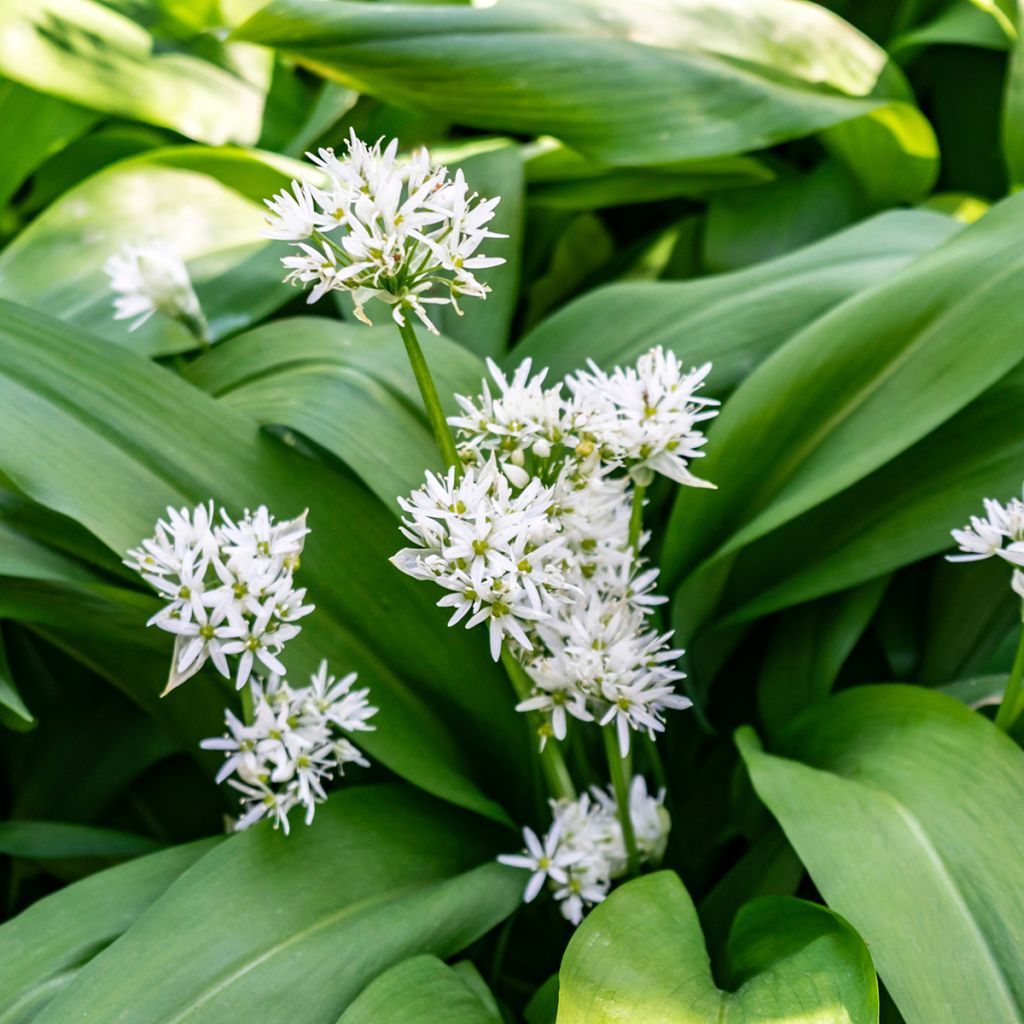 Allium ursinum