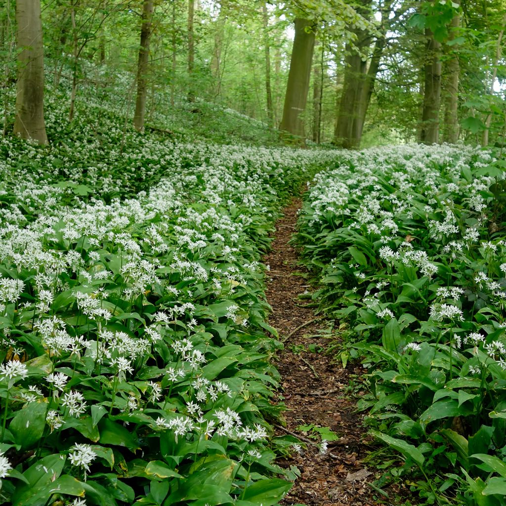 Allium ursinum