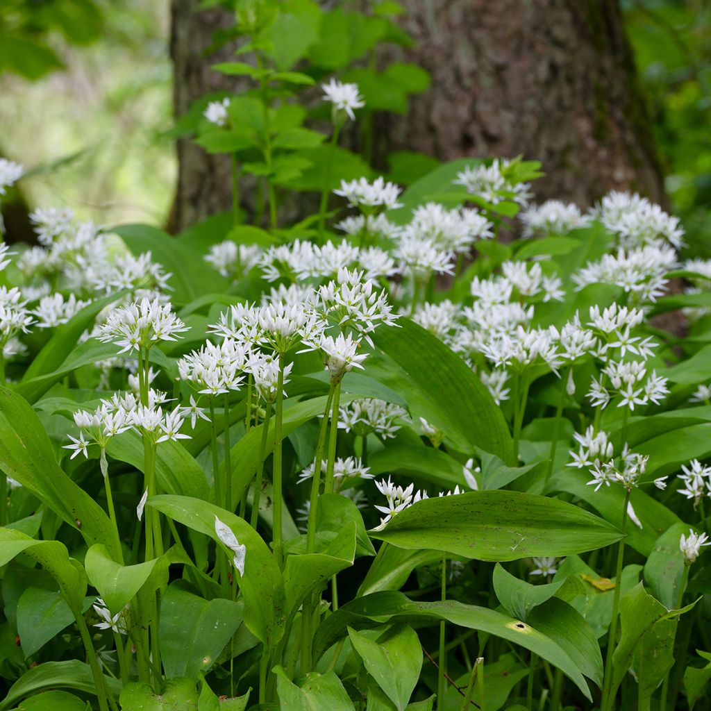Allium ursinum