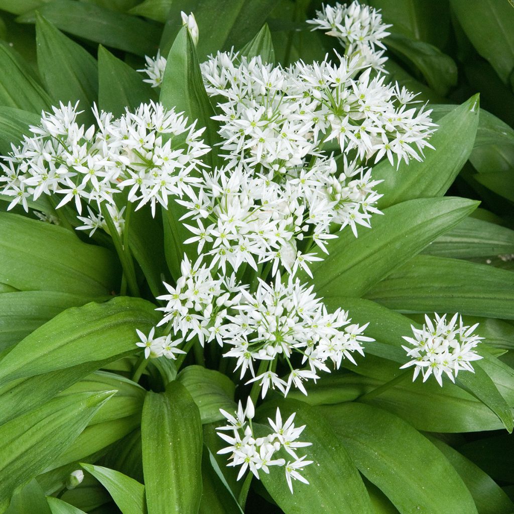 Allium ursinum