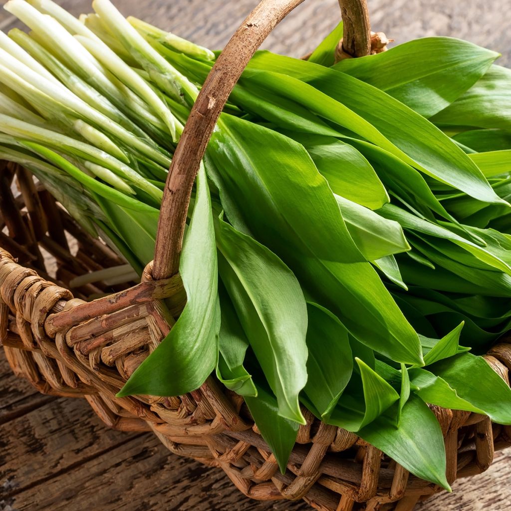 Allium ursinum