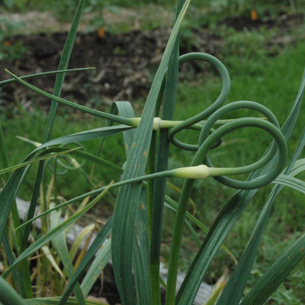 Ail rocambole - Allium sativum