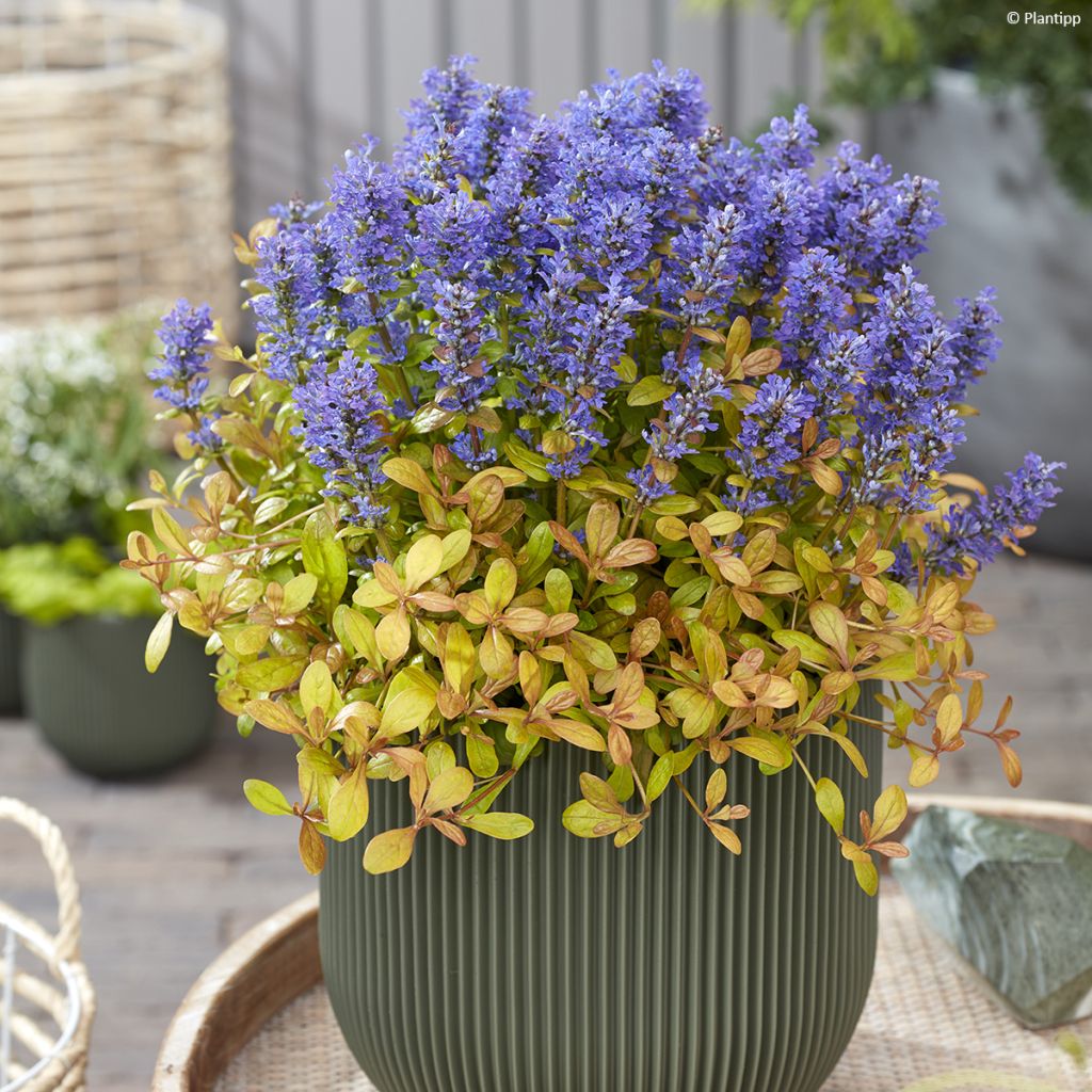 Ajuga reptans Feathered Friends Fancy Finch