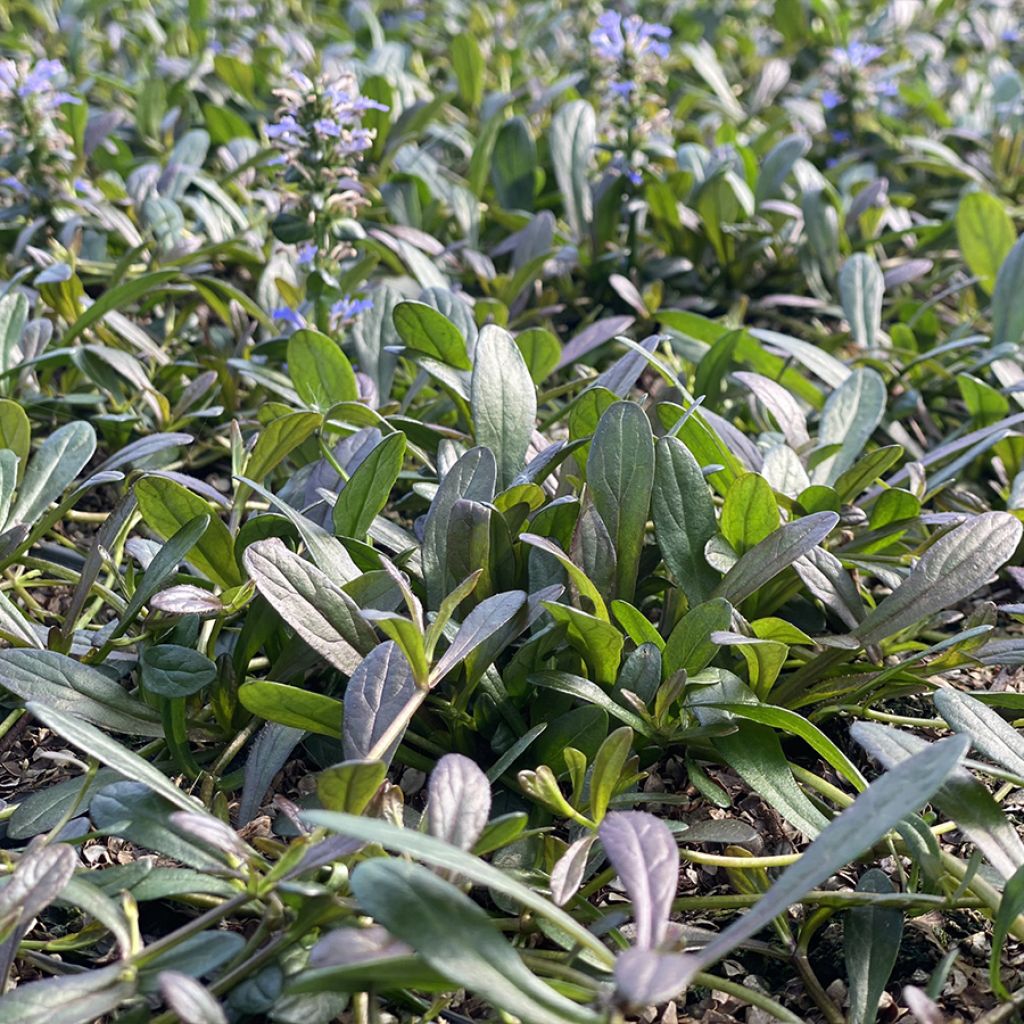 Ajuga Noble Nightingale - Bugle rampante