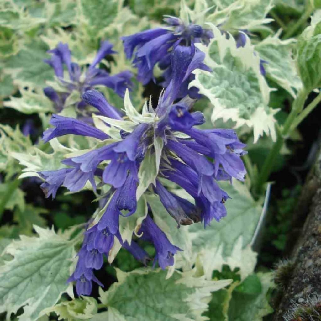 Bugle incisé - Ajuga incisa Frosted Jade