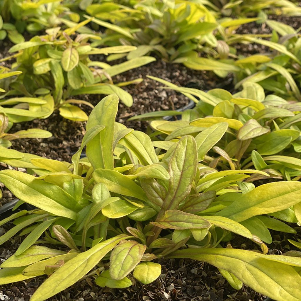 Ajuga Petite Parakeet - Bugle rampante