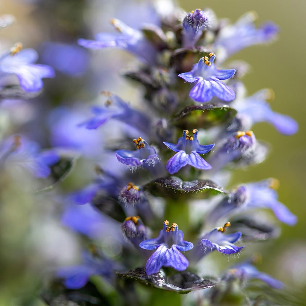 Ajuga pyramidalis Metallica Crispa