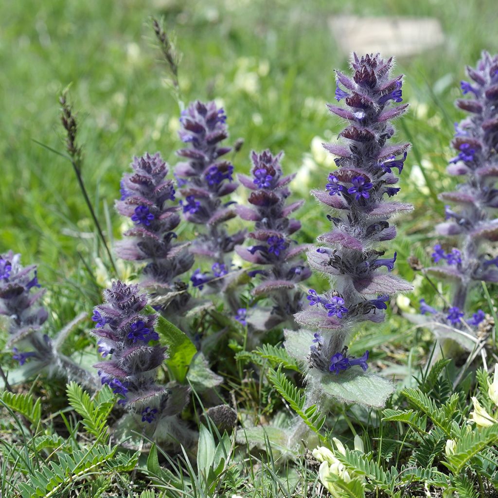 Ajuga pyramidalis 