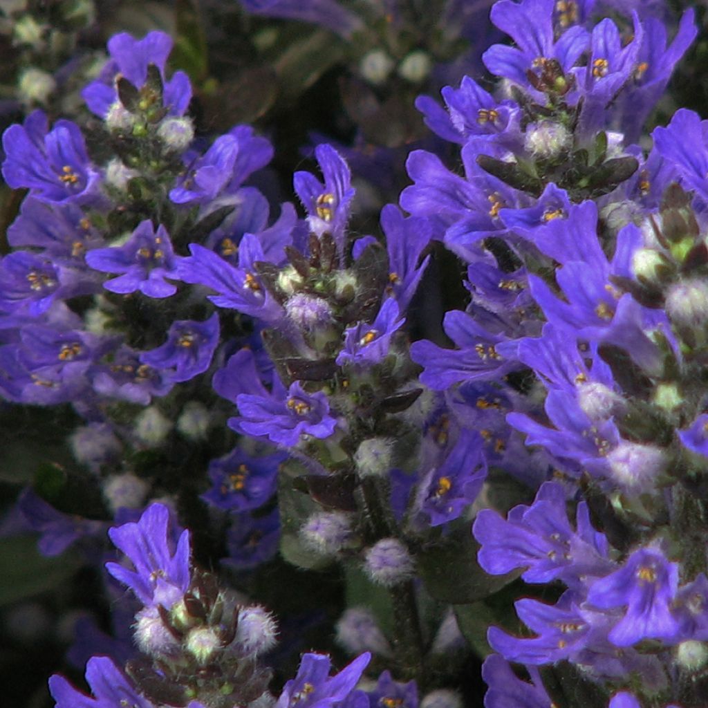 Bugle rampante, Ajuga reptans Braunherz