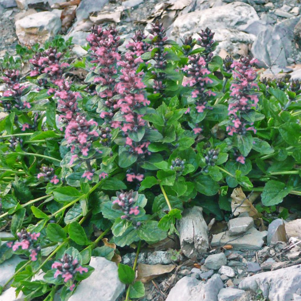 Bugle rampante, Ajuga reptans Pink Elf