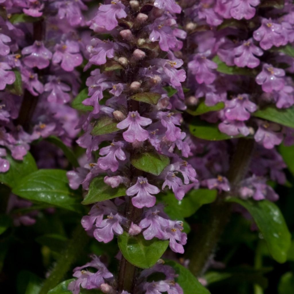 Bugle rampante, Ajuga reptans Rosea